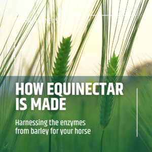 How EquiNectar is made – harnessing the enzymes from barley for your horse