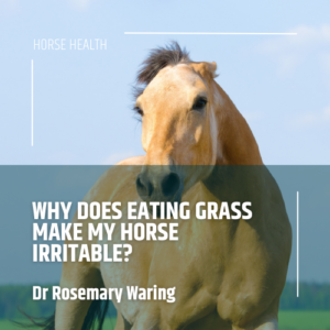 Why does eating grass make my horse irritable?