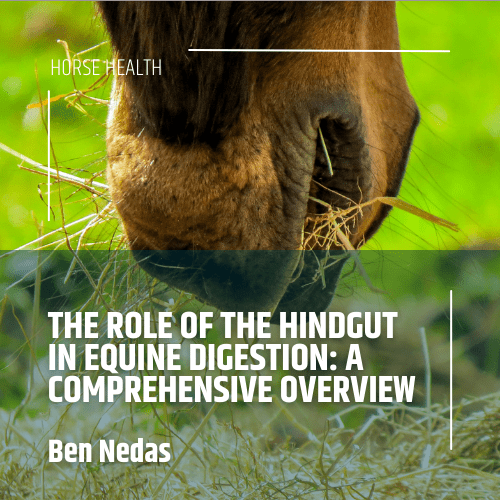The Role of the Hindgut in Equine Digestion A Comprehensive Overview