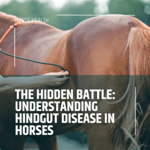 The Hidden Battle: Understanding Hindgut Disease in Horses