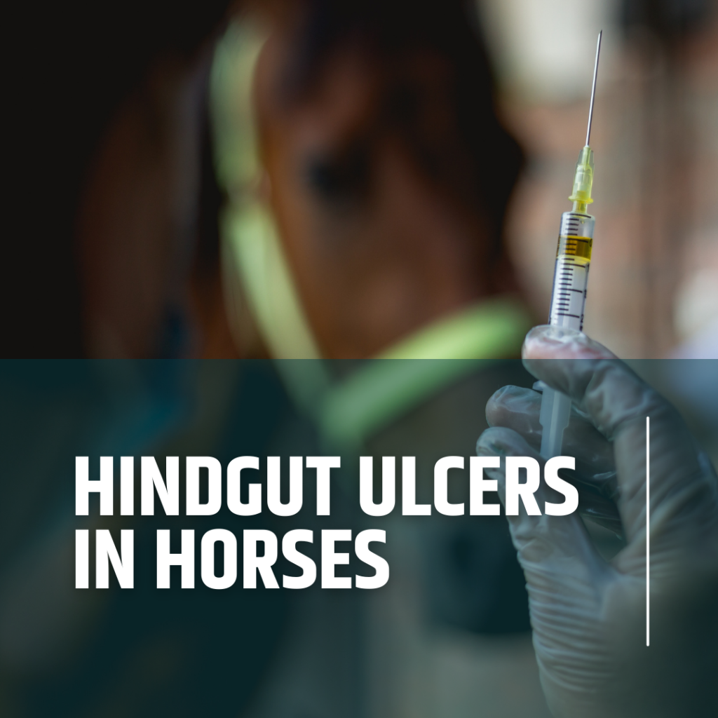 Vet treating a horse with hindgut ulcers