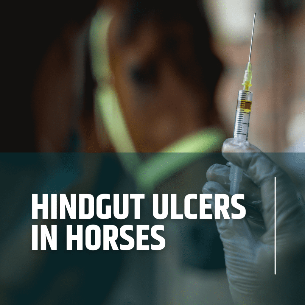 Vet treating a horse with hindgut ulcers