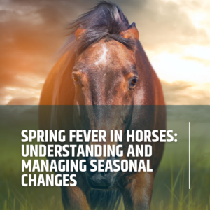 Spring Fever in Horses: Understanding and Managing Seasonal Changes