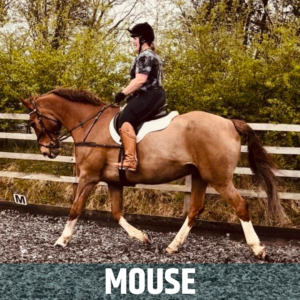 Horse of the Week – MOUSE