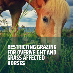Restricting grazing for overweight and grass affected horses