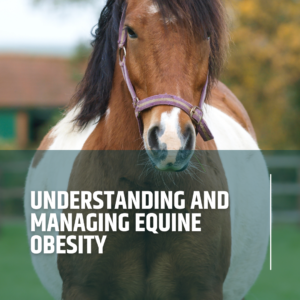Förståelse och hantering av fetma hos hästar
