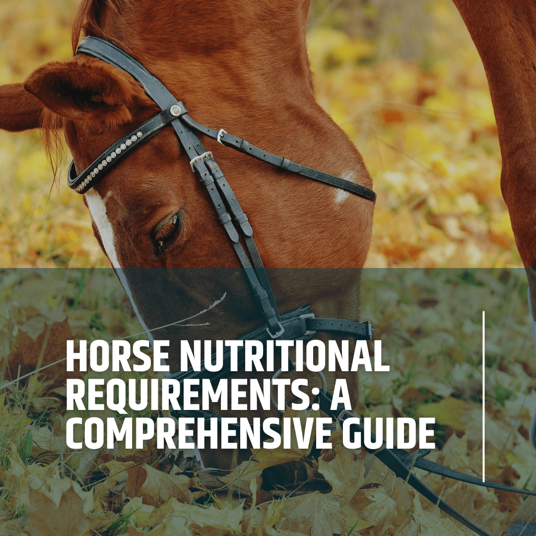 EquiNectar│Necesidades nutricionales del caballo: Una guía completa