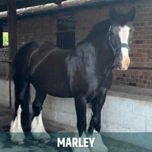 Horse of the week – MARLEY