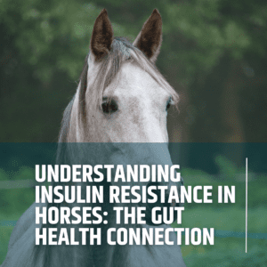 Understanding Insulin Resistance in Horses: The Gut Health Connection