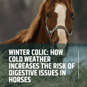 Winter Colic: How Cold Weather Increases the Risk of Digestive Issues in Horses