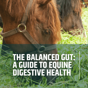 The Balanced Gut : A Guide to Equine Digestive Health