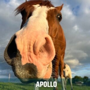 Horse of the week – APOLLO