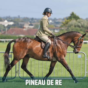 Celebrity Horse of the Week – Pineau de Re 