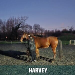 Horse of the week – Harvey