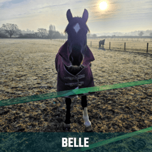 Horse of the week – BELLE
