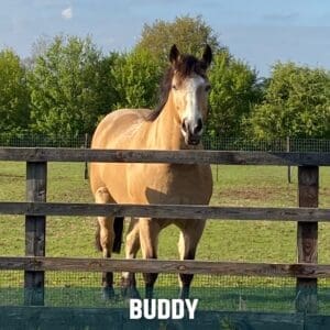 Horse of the week – BUDDY