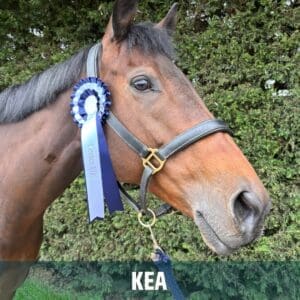 Horse of the week – KEA