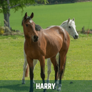Horse of the week – Harry