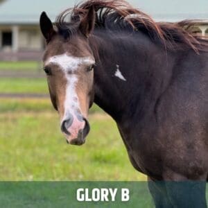 Horse of the week – Glory B