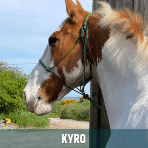 Horse of the week – KYRO