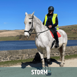 Pferd der Woche - STORM
