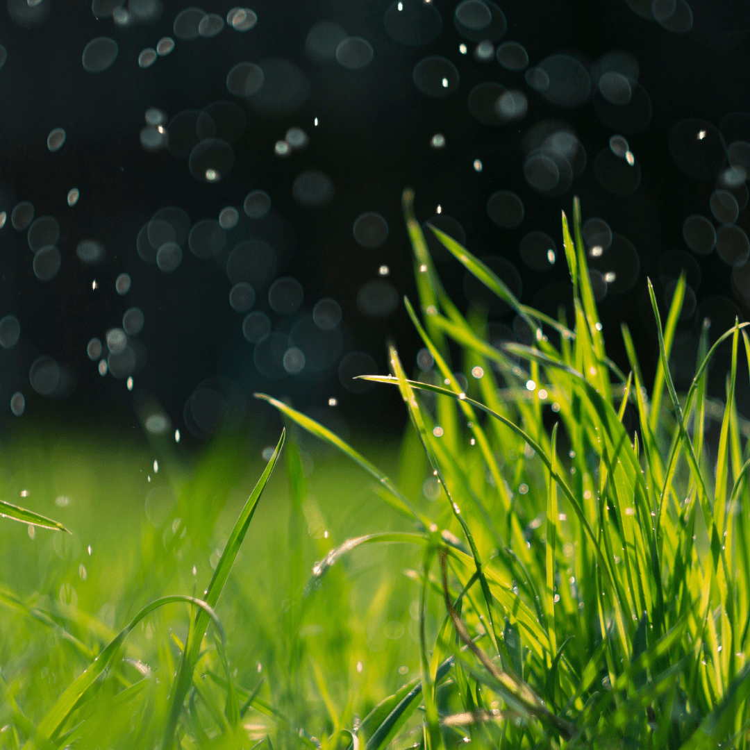 summer rainfall blog