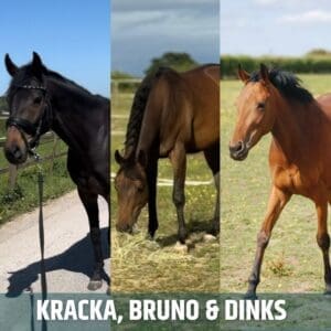Horses of the week – Kracka, Bruno & Dinks