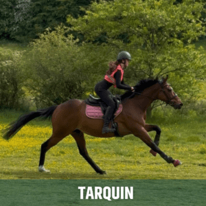 Horse of the week – TARQUIN