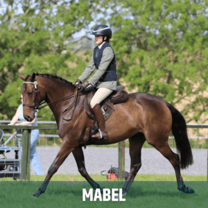 Horse of the week – Mabel