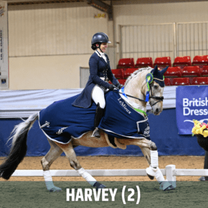 Horse of the week – Harvey (2)