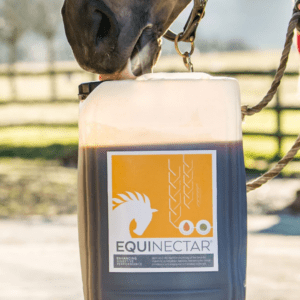 Is Your Horse’s Gut Affecting Their Mood? The Surprising Link Between Digestive Health, Emotional Wellbeing, and Behaviour