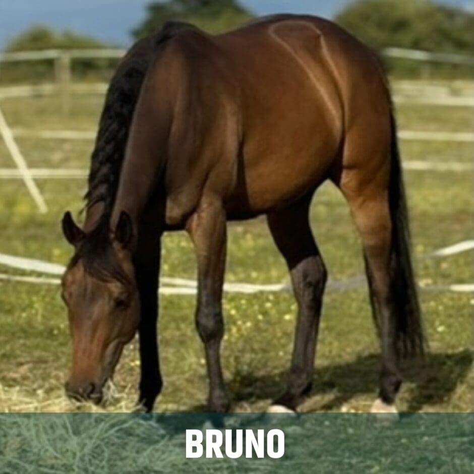 BRUNO
