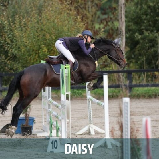 Daisy