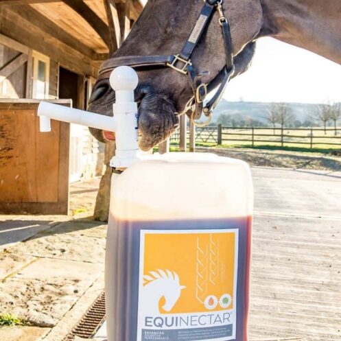 Improve your horse's digestion