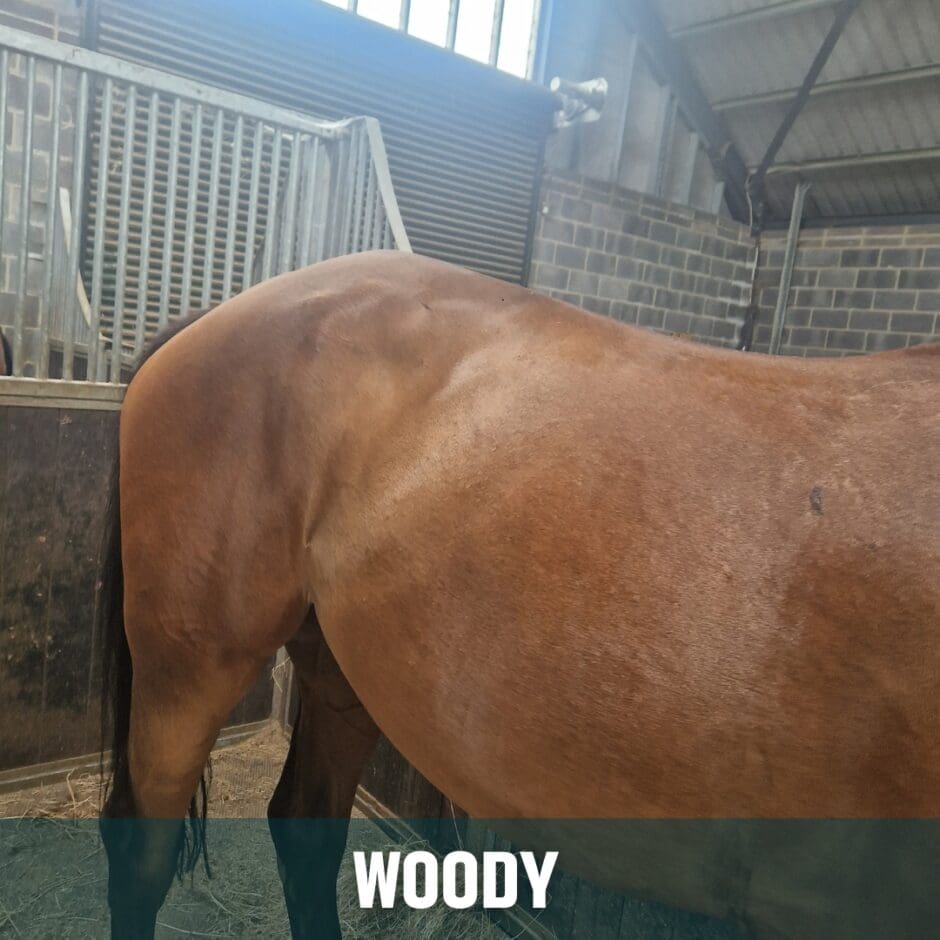 Woody 2