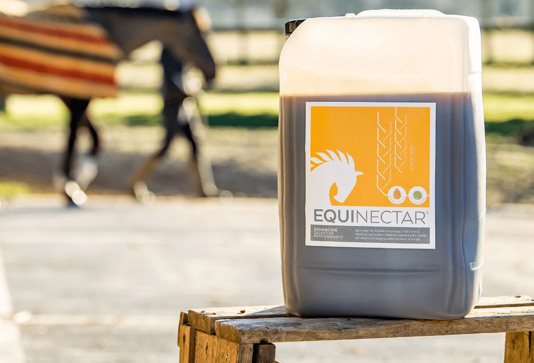 equine-2